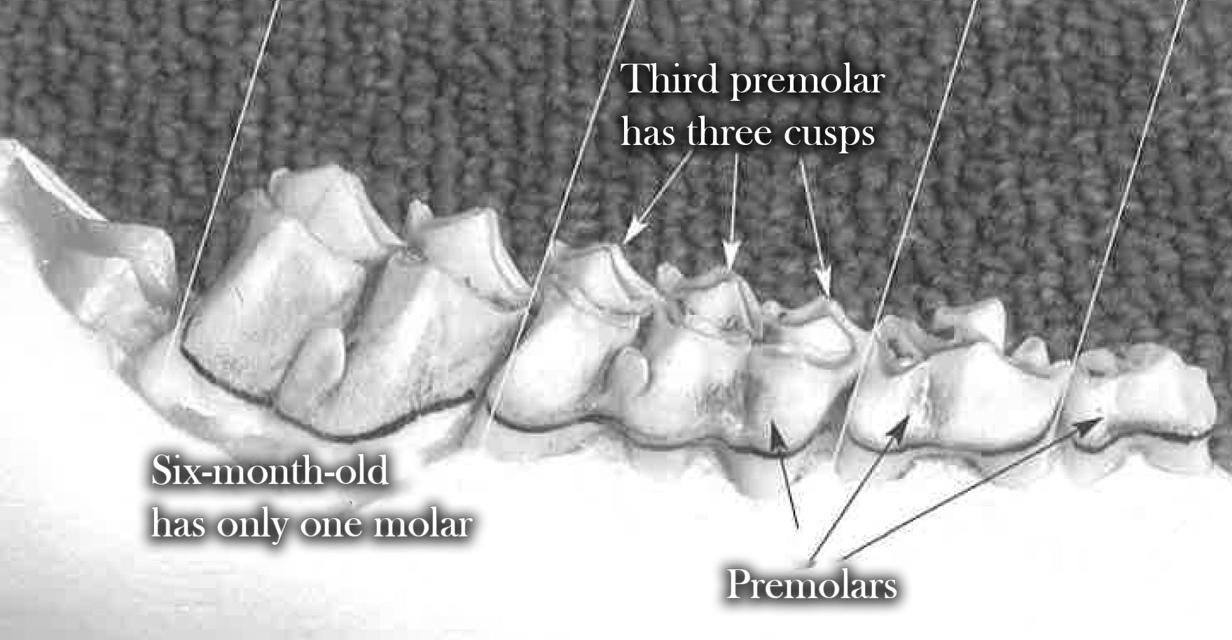 Cheek teeth at 6 months of age