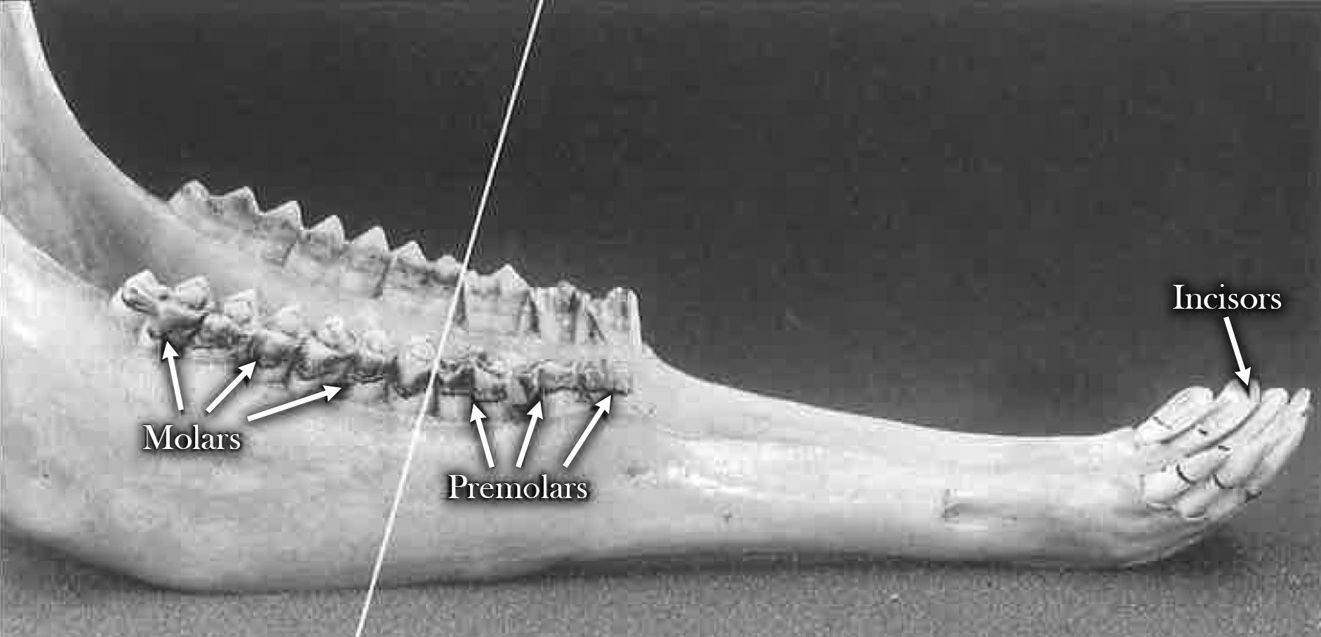 Pronghorn lower jaw