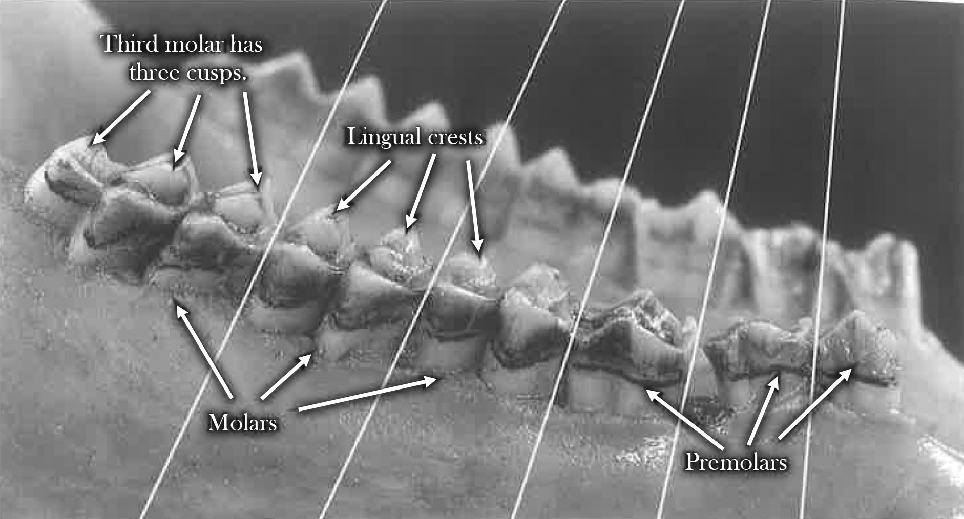 Molars and premolars