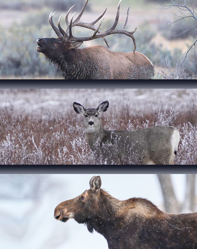 Elk, mule deer, moose