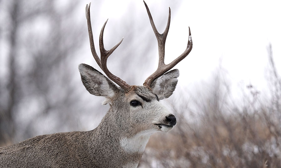 Mule deer buck
