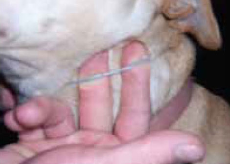 Cable device - If you need to cut the cable, first slide two fingers between the cable and the dog's neck.