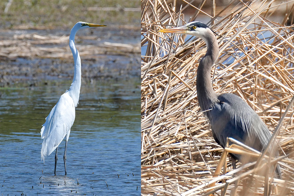 Great egret (left), great blue heron (right)