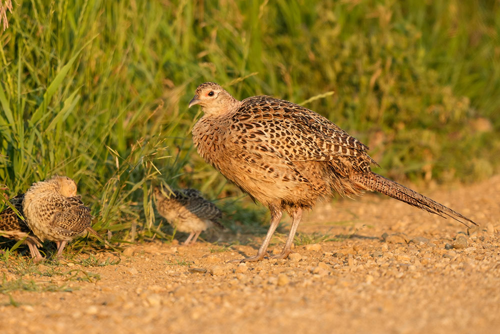 Pheasant hen with chicks