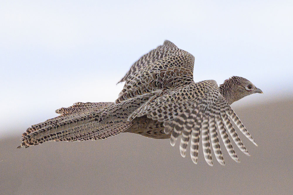 Adult hen flying