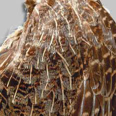 Partridge feathers - female wing