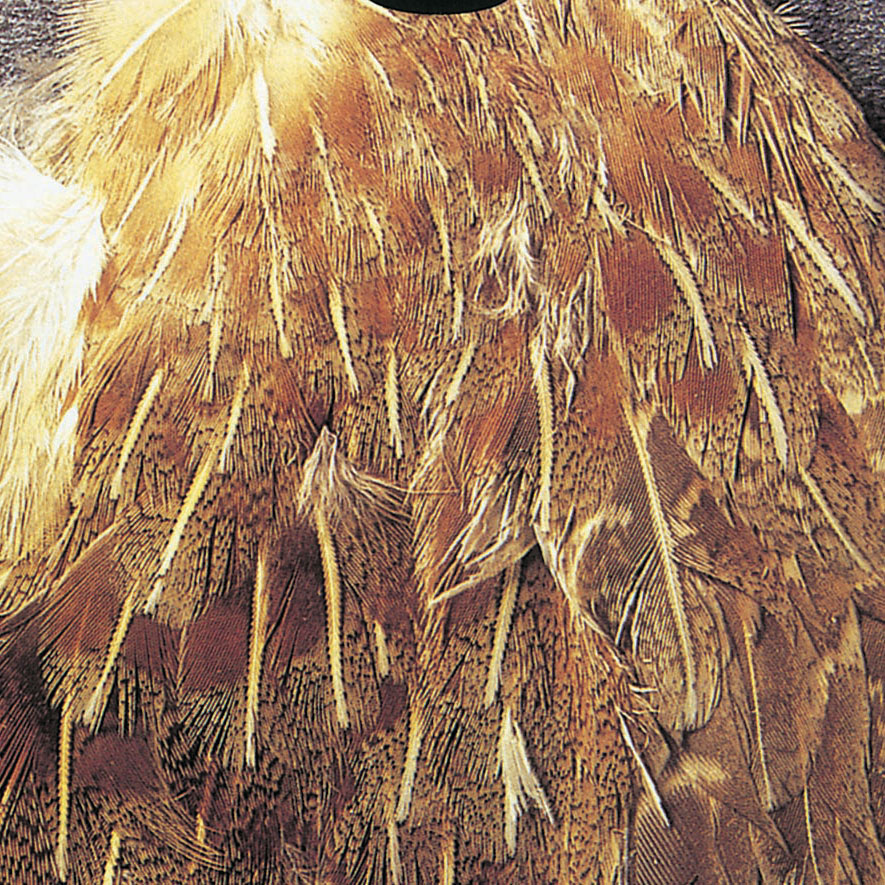 Partridge feathers - male wing