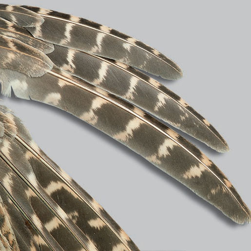 Partridge feathers - adult wing