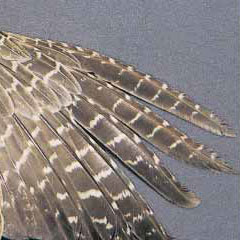 Partridge feathers - young-of-the-year wing