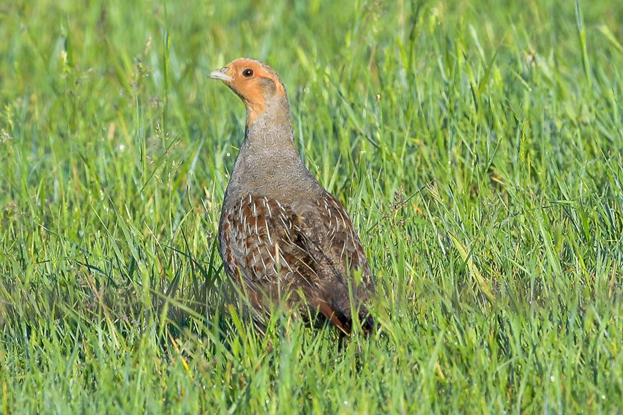 Partridge in grass