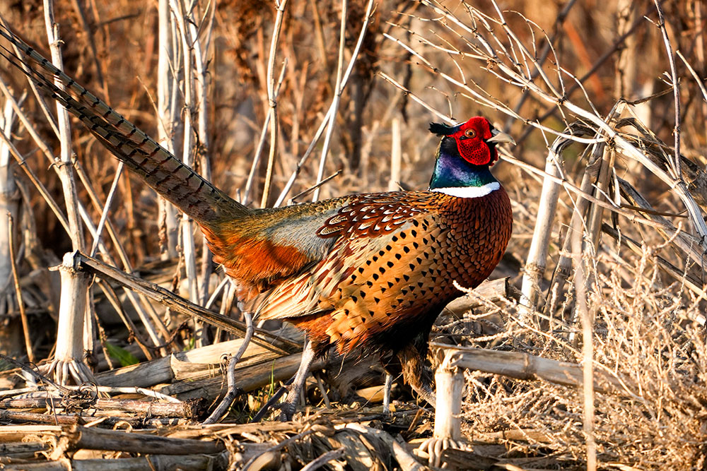 Adult ring-necked pheasant rooster