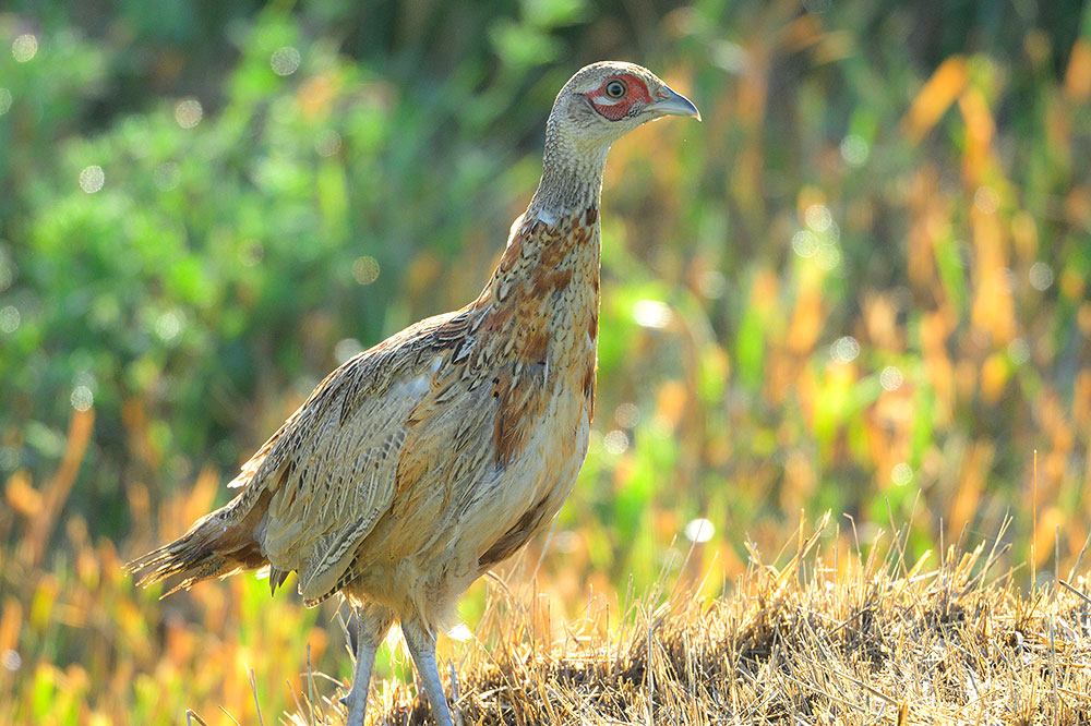 Young rooster with some adult coloration