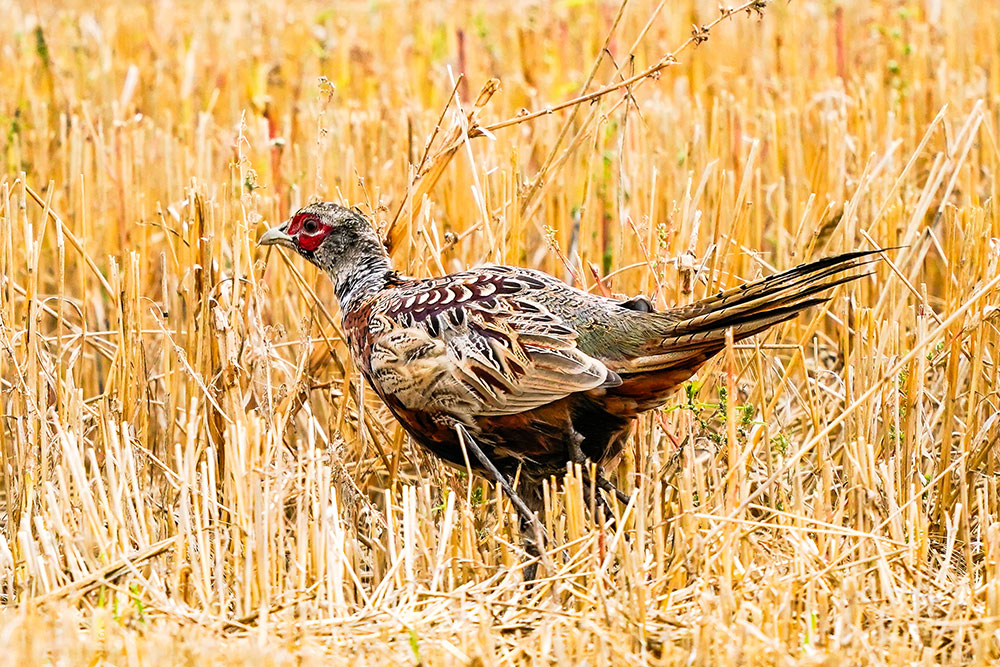 Young rooster with more adult coloration