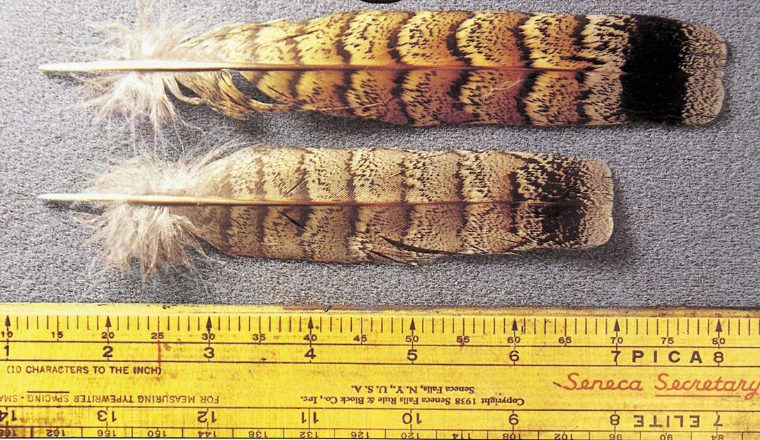 Ruffed grouse feathers - male and female central tail feathers