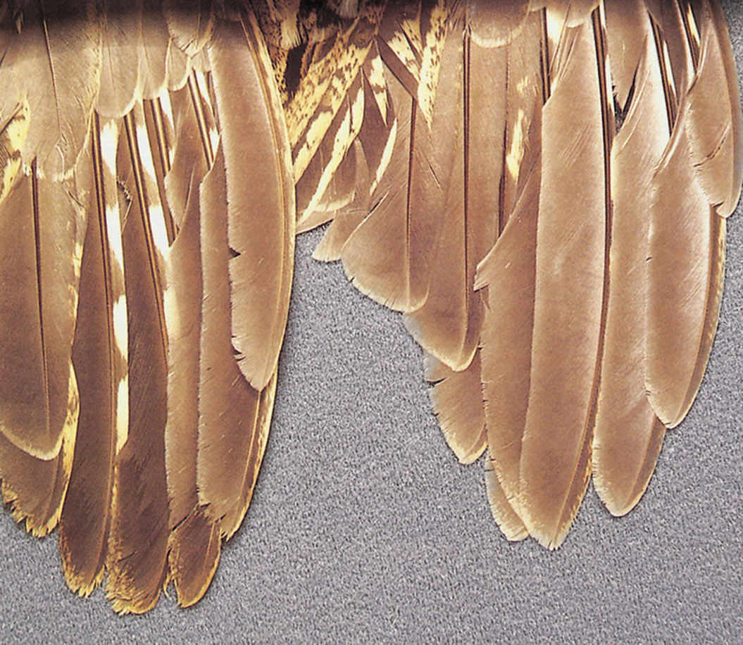 Ruffed grouse feathers - juvenile and adult wings