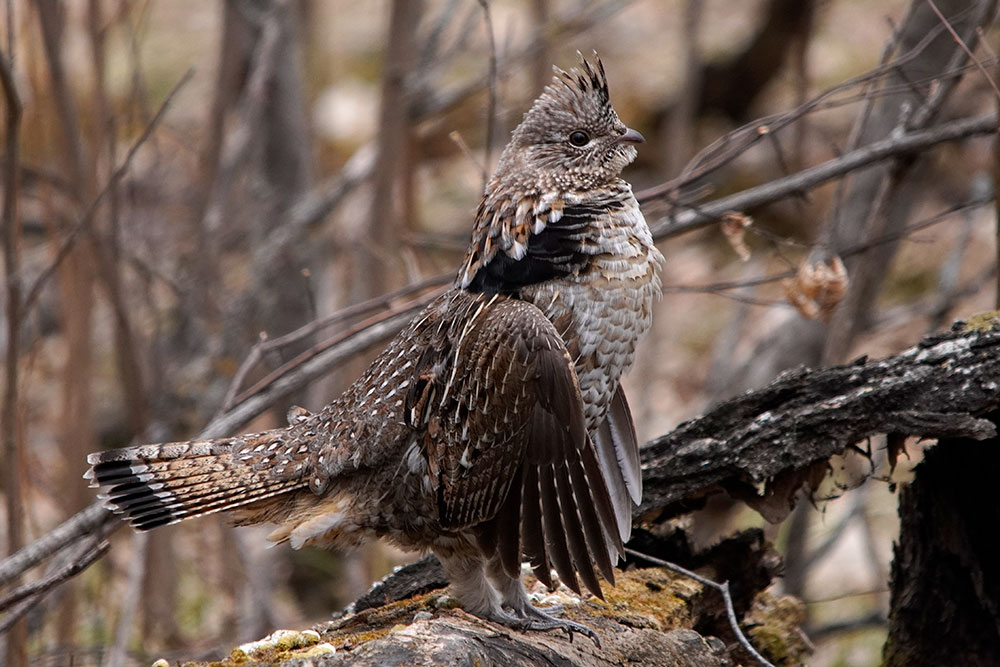 Male ruffed grouse drumming