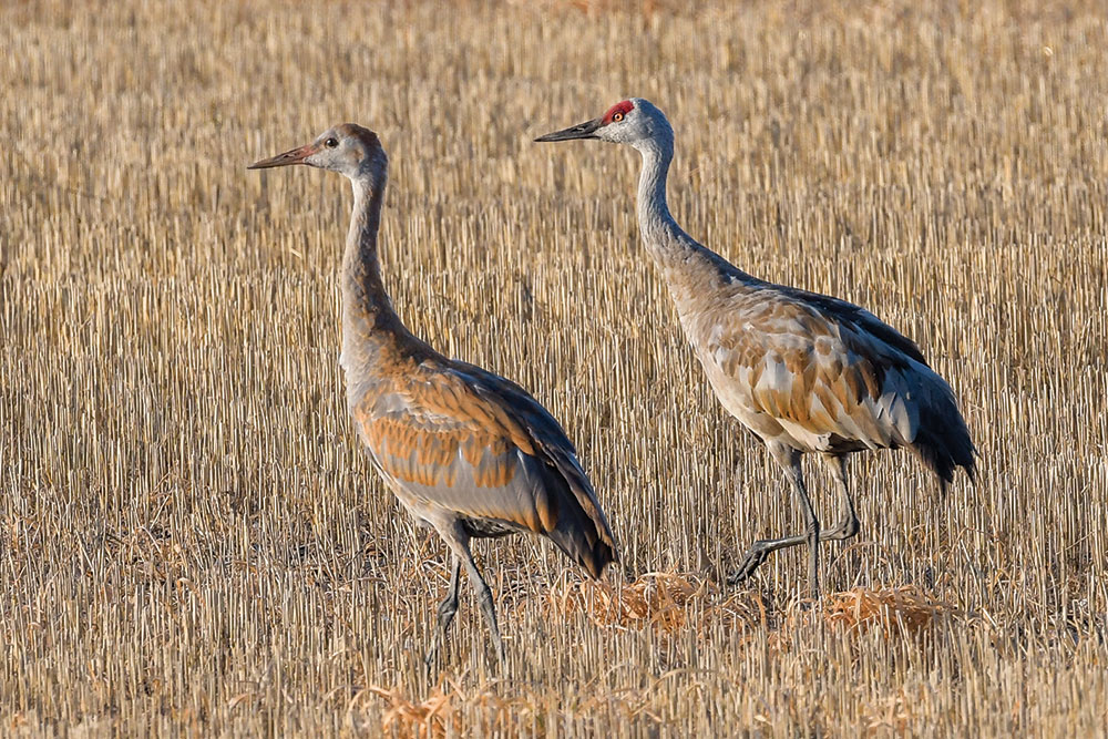 Sandhill cranes in harvested crop field