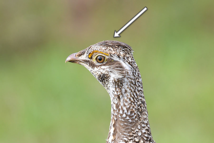 Sharptail head with arrow pointing to the top where feathers should be removed