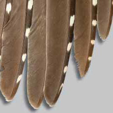 Adult sharptail wing showing rounded primaries