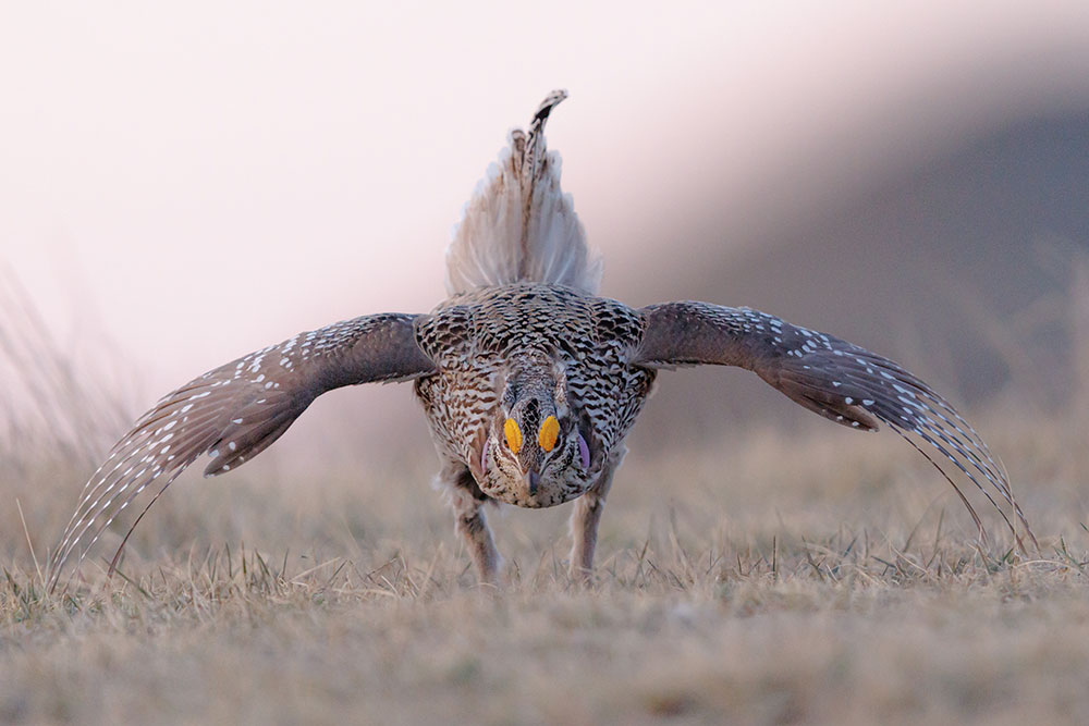 Male sharptail displaying