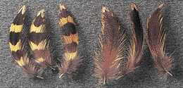 Sharptail head feathers from male and female