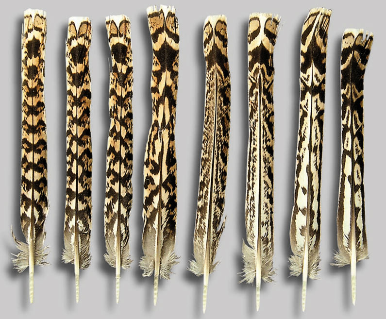 Sharptail central tail feathers from male and female