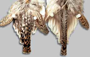 Sharptail tail feathers from male and female