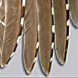 Adult sharptail wing showing less rounded primaries