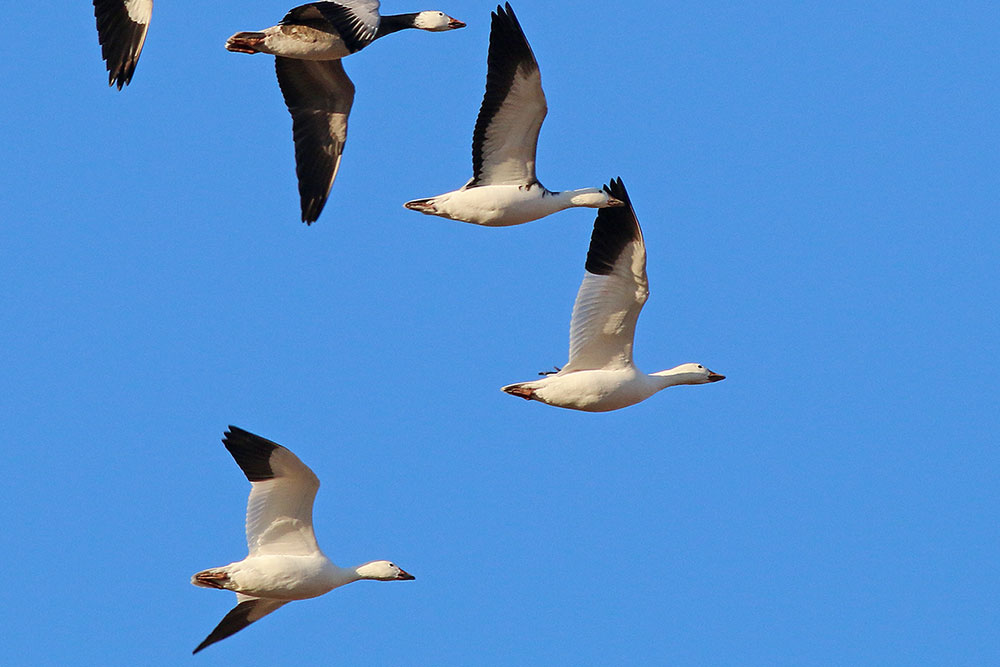 Snow geese flying