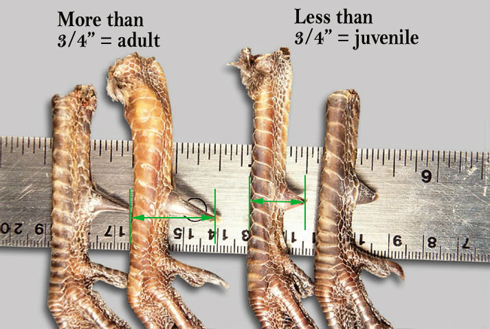 Pheasant Spurs