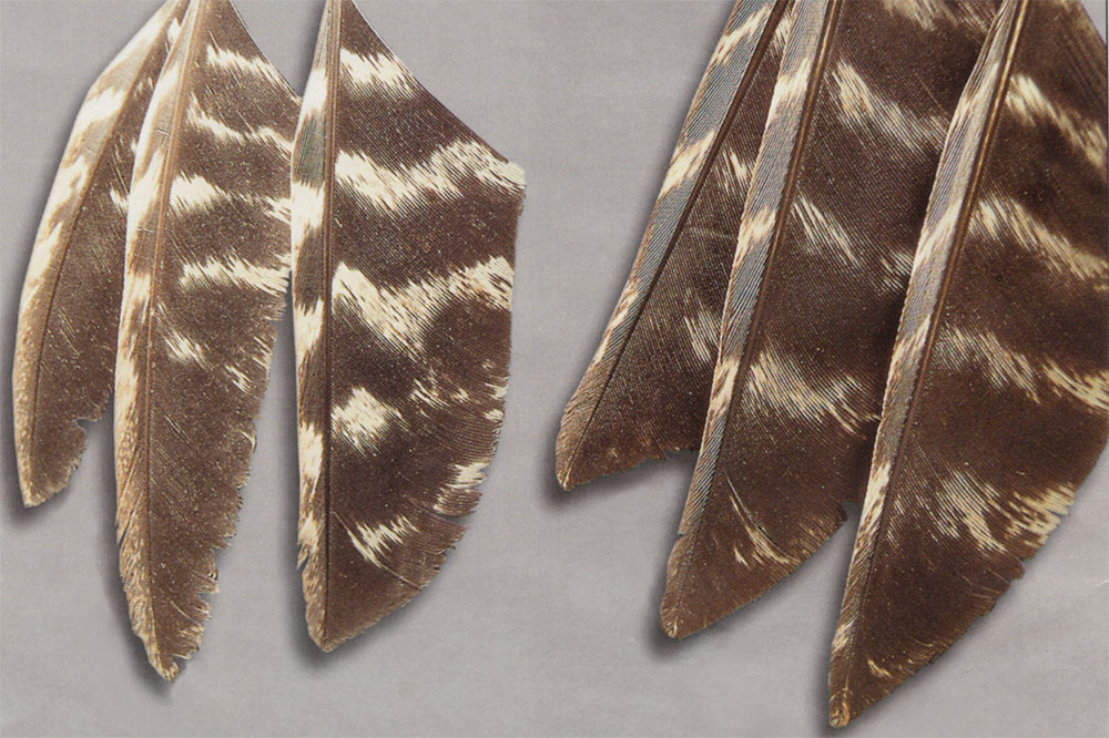 Wild turkey - juvenile v. adult wings