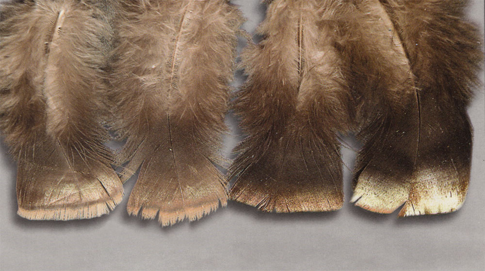 Wild turkey - male and female breast feathers
