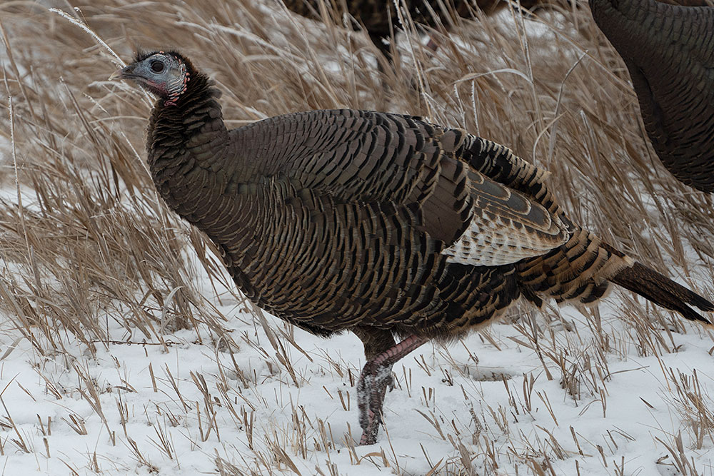 Wild turkey - female
