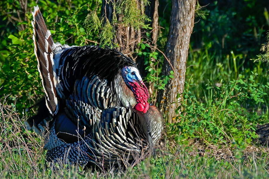 Wild turkey male displaying