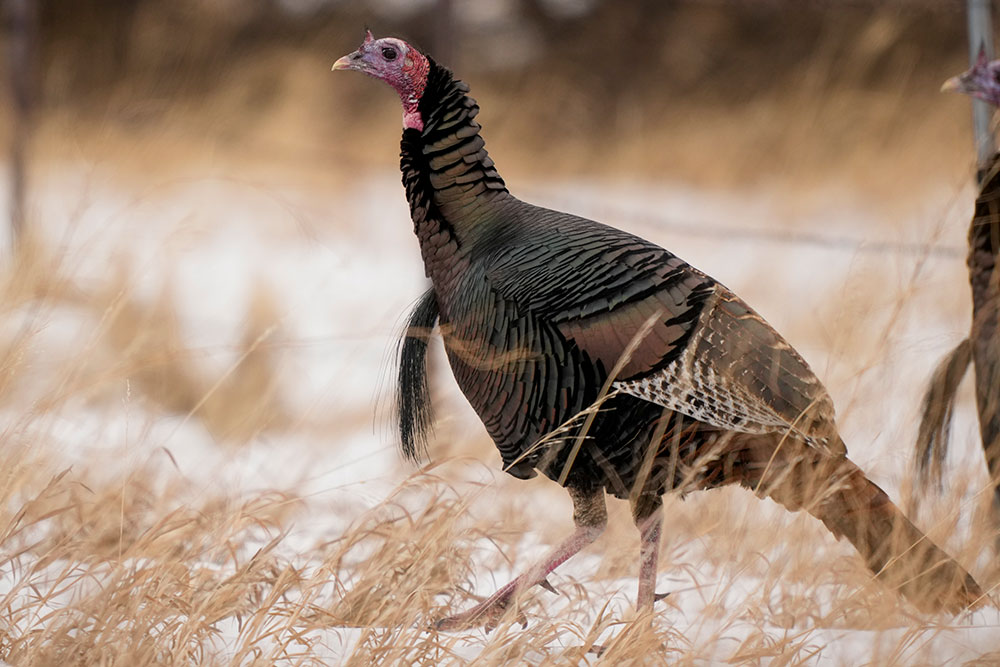 Wild turkey - male