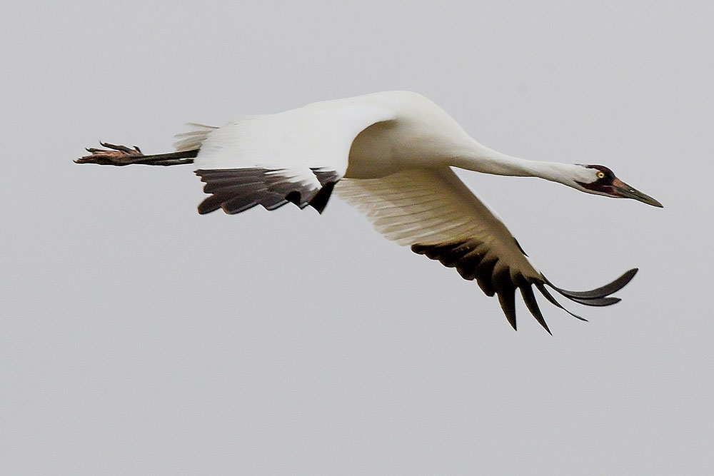 Whooping crane in flight