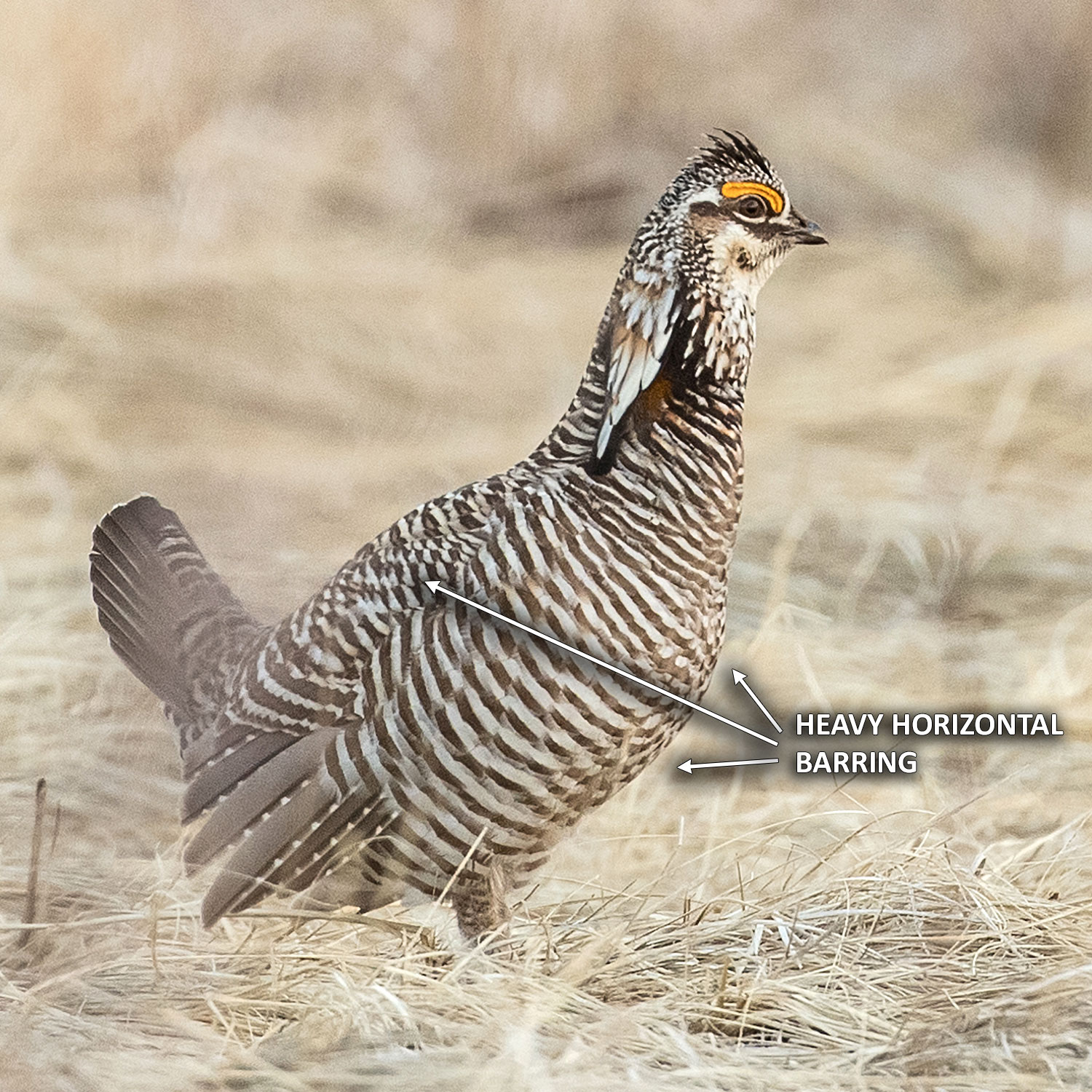 Greater prairie-chicken barring - Heavy horizontal barring all over