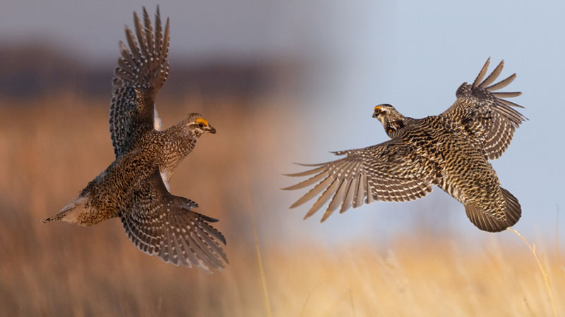 Sharp-tailed grouse (left), greater prairie-chicken (right)