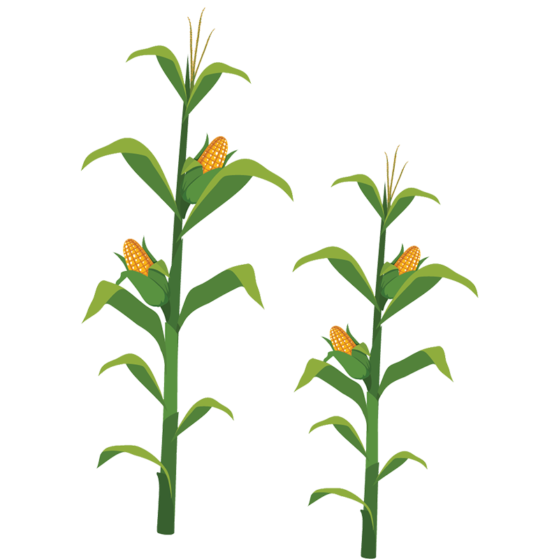 Drawing of corn
