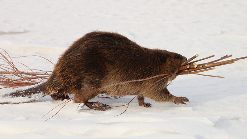 Beaver