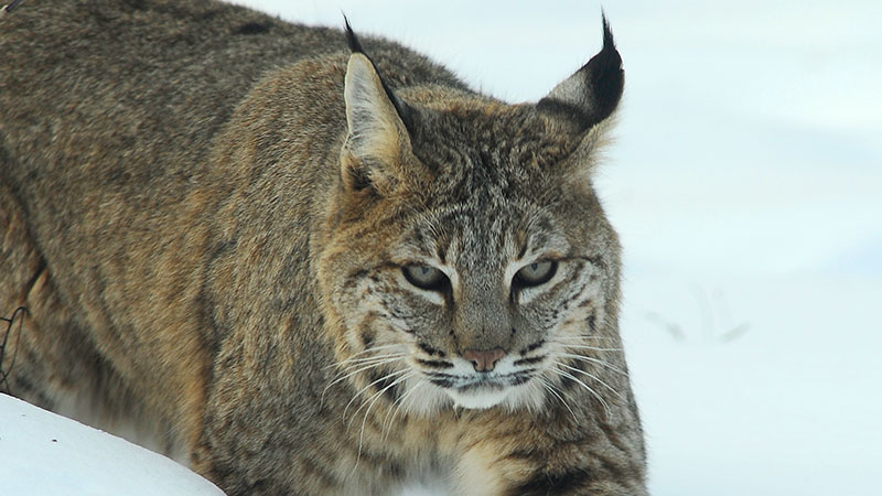 Bobcat