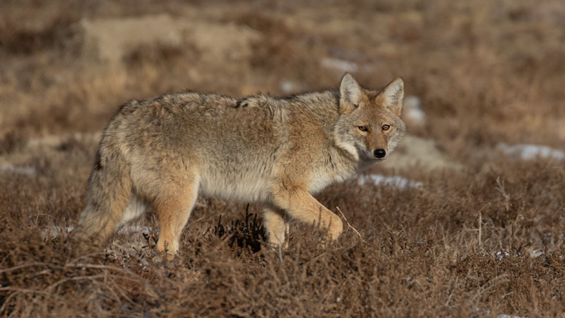 Coyote