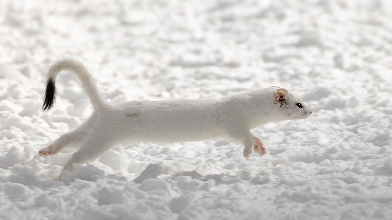 Ermine (weasel)