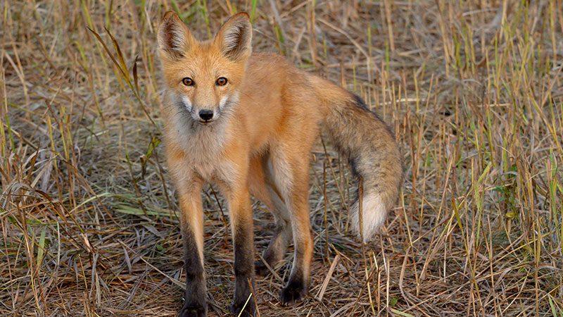 Red and Gray Fox