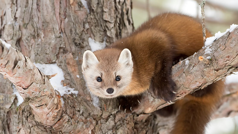 Marten