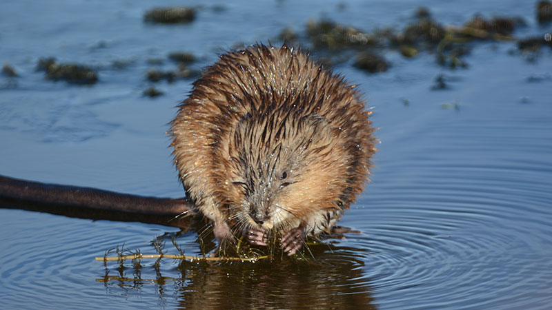 Muskrat