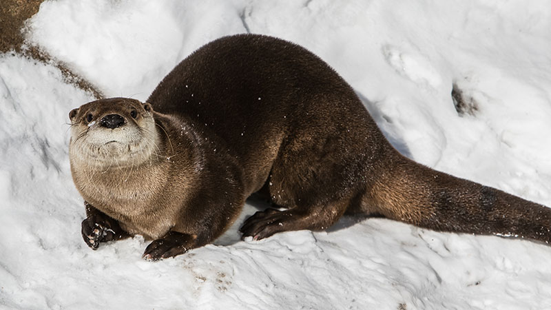 River Otter