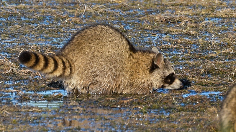 Raccoon