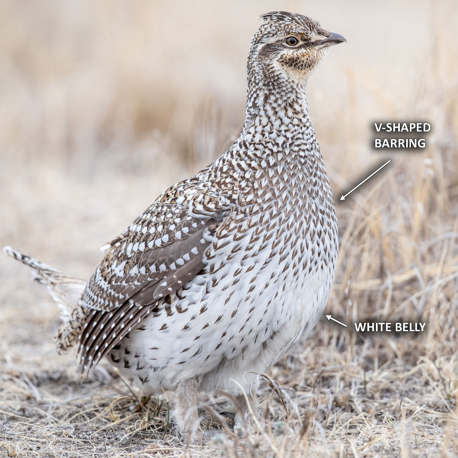 Sharp-tailed grouse barring - V-shaped heavy on upper chest, fading to white on belly