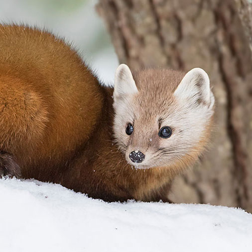 Marten